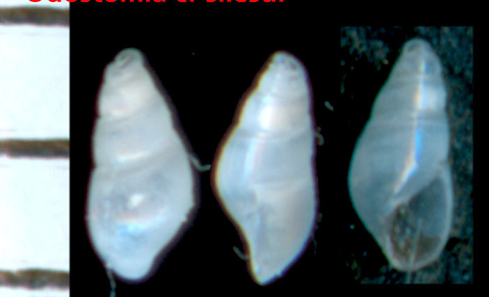 Odostomia sp 2